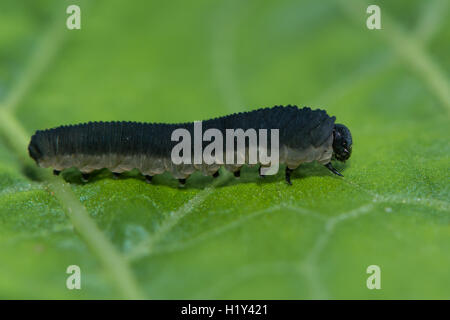 Rübe Blattwespen Larven (Athalia Rosae) auf Meerrettich. Caterpillar Hymenopteran Insekt auf Armoracia Rusticana Blatt Stockfoto