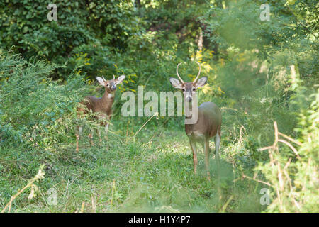 Zwei whitetailed Böcke stehen in hohen Gräsern im Wald. Stockfoto