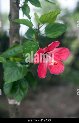 Roter Hibiskus in einem Garten in Indien Stockfoto