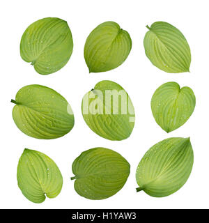 Satz von neun Hosta grüne Blätter mit Wassertropfen isoliert auf weiss Stockfoto