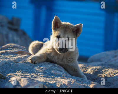 Grönlandhund Welpen, Ilulissat, Grönland, Grönland Stockfoto