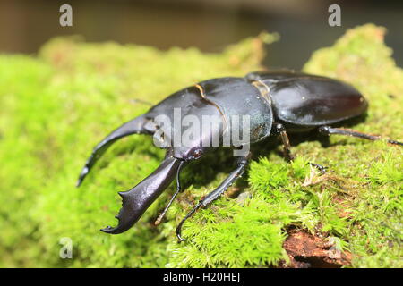 Dorcus Titanus Typhon Hirschkäfer in Catanduanes Island, Nord-Philippinen Stockfoto