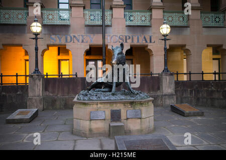 Il Porcellino Statue des Wildschweins benutzt als Fundraiser für das Sydney Krankenhaus auf Macquarie Street Sydney NSW Australia Stockfoto