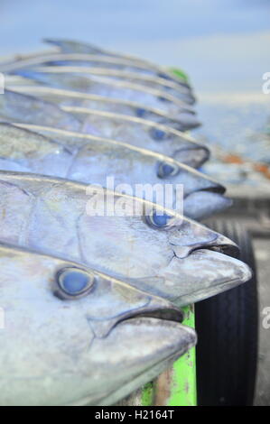 Thunfisch werden auf Lastwagen, die Meeresfrüchte-Fabrik geladen Stockfoto