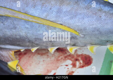 Thunfisch werden auf Lastwagen, die Meeresfrüchte-Fabrik geladen Stockfoto