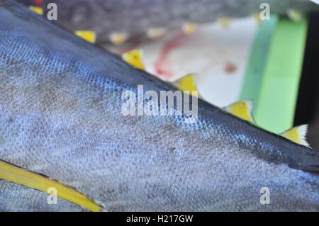 Thunfisch werden auf Lastwagen, die Meeresfrüchte-Fabrik geladen Stockfoto