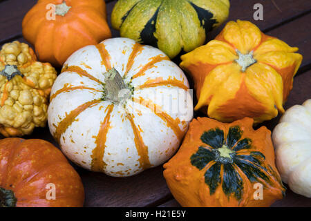Bunte dekorative herbstliche Kürbis. Stockfoto