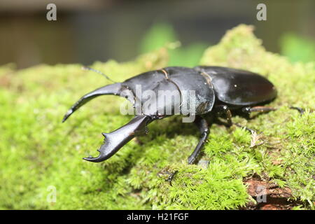 Dorcus Titanus Typhon Hirschkäfer in Catanduanes Island, Nord-Philippinen Stockfoto