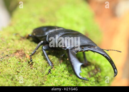 Dorcus Titanus Typhon Hirschkäfer in Catanduanes Island, Nord-Philippinen Stockfoto