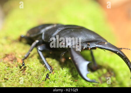 Dorcus Titanus Typhon Hirschkäfer in Catanduanes Island, Nord-Philippinen Stockfoto