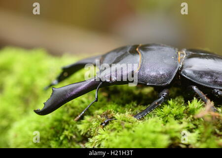 Dorcus Titanus Typhon Hirschkäfer in Catanduanes Island, Nord-Philippinen Stockfoto