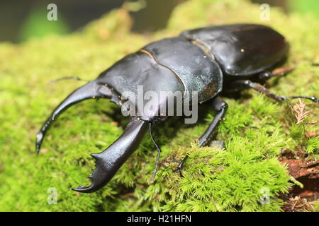 Dorcus Titanus Typhon Hirschkäfer in Catanduanes Island, Nord-Philippinen Stockfoto