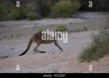 Östliche graue Känguru im Mungo National Park New South Wales Australien Stockfoto