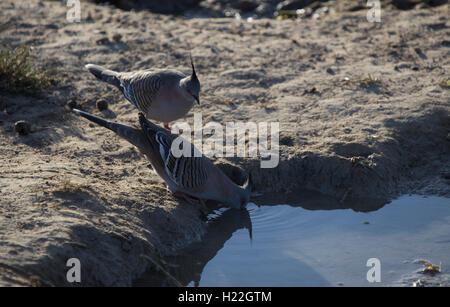 Ein paar erklommene Tauben Trinkwasser im Mungo National Park New South Wales Australien Stockfoto