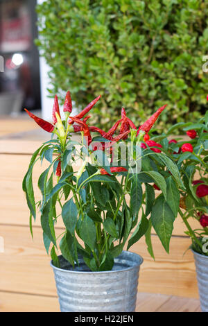Rote Chilischoten in Blumentopf Stockfoto