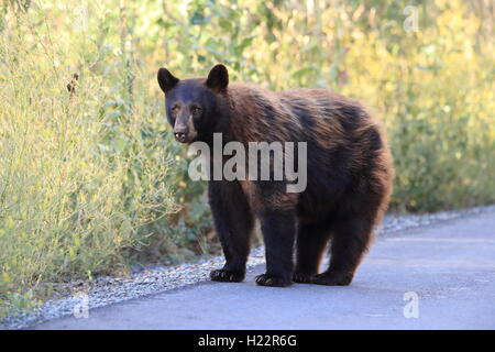Black Bear Glacier National Park, Montana USA Stockfoto