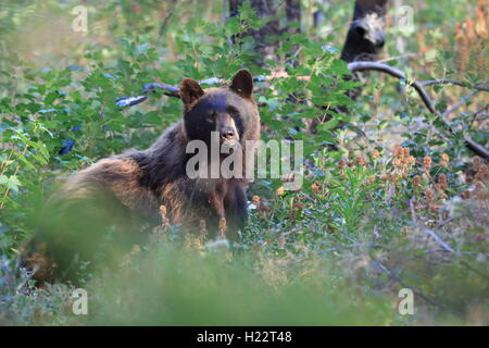 Black Bear Glacier National Park, Montana USA Stockfoto