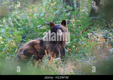 Black Bear Glacier National Park, Montana USA Stockfoto