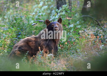 Black Bear Glacier National Park, Montana USA Stockfoto