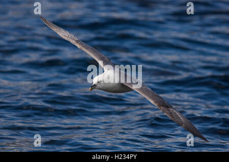 Europa, Island, Fulmar, Fulmaris Glacialis, im Flug Stockfoto