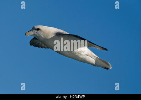 Europa, Island, Fulmar, Fulmaris Glacialis, im Flug Stockfoto