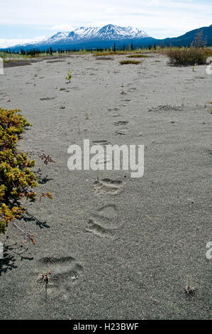 Eine Spur von Grizzly Bear Spuren im Sand entlang einem Flusstal in den St. Elias Mountains, Kluane National Park, Yukon, Kanada. Stockfoto