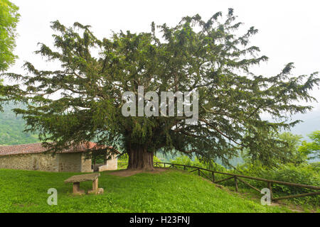 Bermiego Eibe, auch genannt asturischen 'Teixu l'Ilesia' ist eine alte Baumart Taxus Baccata in der spanischen Stadt Bermie gefunden Stockfoto