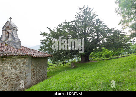 Bermiego Eibe, auch genannt asturischen 'Teixu l'Ilesia' ist eine alte Baumart Taxus Baccata in der spanischen Stadt Bermie gefunden Stockfoto