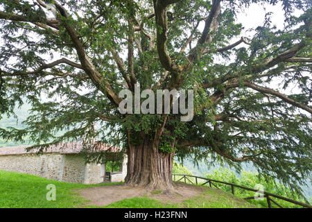 Bermiego Eibe, auch genannt asturischen 'Teixu l'Ilesia' ist eine alte Baumart Taxus Baccata in der spanischen Stadt Bermie gefunden Stockfoto