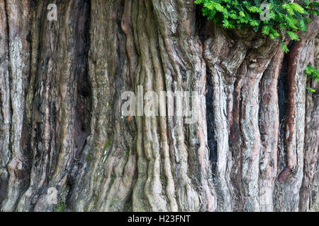 Bermiego Eibe, auch genannt asturischen 'Teixu l'Ilesia' ist eine alte Baumart Taxus Baccata in der spanischen Stadt Bermie gefunden Stockfoto