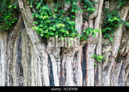 Bermiego Eibe, auch genannt asturischen 'Teixu l'Ilesia' ist eine alte Baumart Taxus Baccata in der spanischen Stadt Bermie gefunden Stockfoto