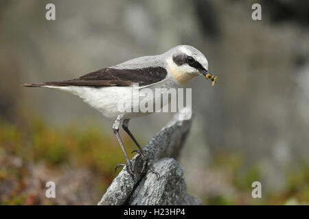 Northern Steinschmätzer (Oenanthe oenanthe), Männchen mit Nahrung, Tundra, Lappland, Norwegen Stockfoto