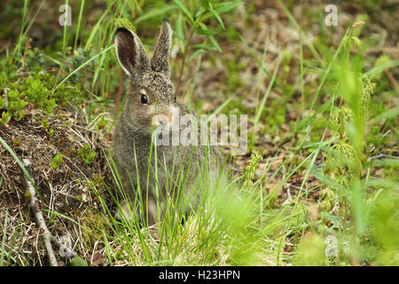 Schneehase (Lepus timidus), juvenile, Lappland, Norwegen Stockfoto