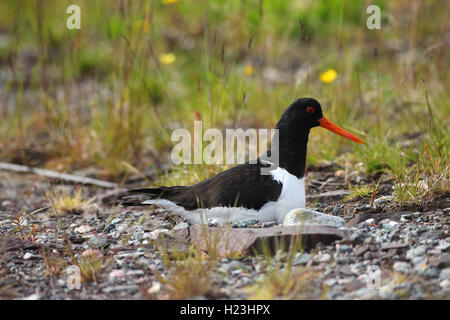 Eurasischen Austernfischer, auch gemeinsame pied Austernfischer oder paläarktis Austernfischer (Haematopus ostralegus) im Nest, Lappland Stockfoto