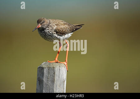 Gemeinsame Rotschenkel (Tringa totanus) steht auf der Pole, Lappland, Norwegen Stockfoto