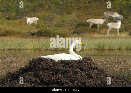 Singschwan (Cygnus Cygnus) brüten in Nest auf See, Rentier hinter, Tundra, Lappland, Norwegen Stockfoto