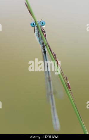 Gemeinsame blau damselfly, auch gemeinsame bluet oder nördlichen bluet (Enallagma cyathigerum), männlich, Emsland, Niedersachsen, Deutschland Stockfoto