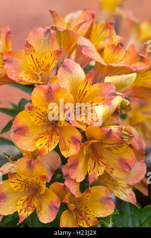 Gelbe peruanischen Lily (alstroemeria), Frankreich Stockfoto