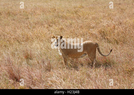 Schwangere Löwin wandering in der Savanne, Afrikanischer Löwe (Panthera leo), weiblich, Serengeti Nationalpark, UNESCO Weltkulturerbe Stockfoto