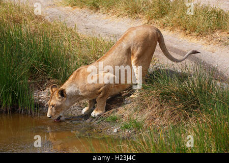 Löwin trinken, Afrikanischer Löwe (Panthera leo), weiblich, Serengeti National Park, UNESCO-Weltkulturerbe, Tansania Stockfoto