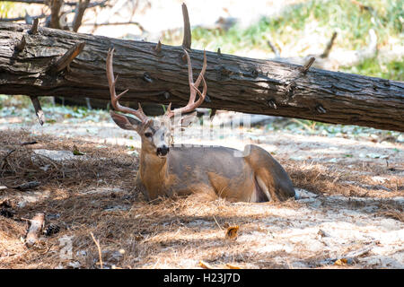 Hirsch (Odocoileus Hemionus) ruht auf Waldboden, Yosemite National Park, Kalifornien, USA Stockfoto