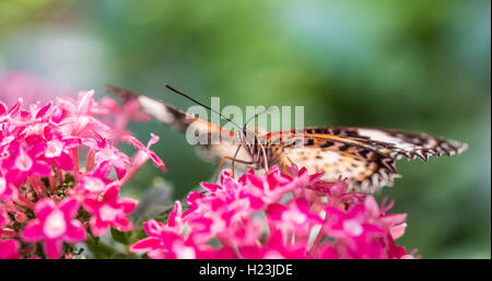 Braun oder Scharlach Peacock (Anartia amathea) auf Blume, Captive Stockfoto