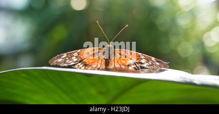 Braun oder Scharlach Peacock (Anartia amathea), Captive Stockfoto