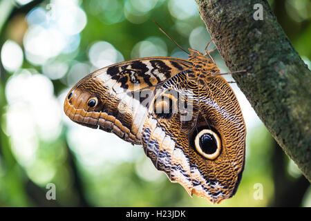 Wald riesen Eule (Caligo eurilochus), Captive Stockfoto