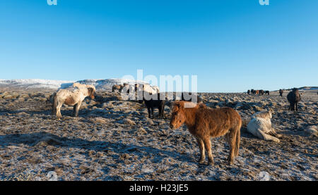 Insel Pferd, Insel Pferderasse Pony (Equus przewalskii f. caballus), South Island, Insel Stockfoto