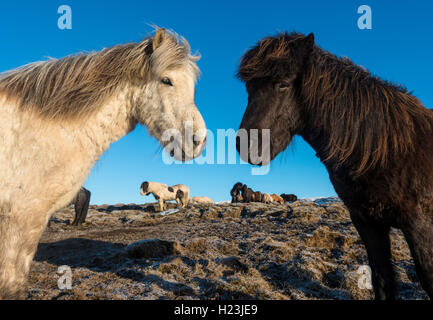 Zwei Isländische Pferde (Equus przewalskii f. caballus), Portrait, Region Süd, Island Stockfoto