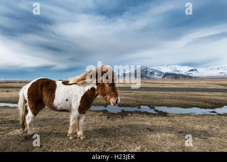 Isländische Pferd (Equus przewalskii f. caballus) gegen die drastischen Sky, Region Süd, Island Stockfoto