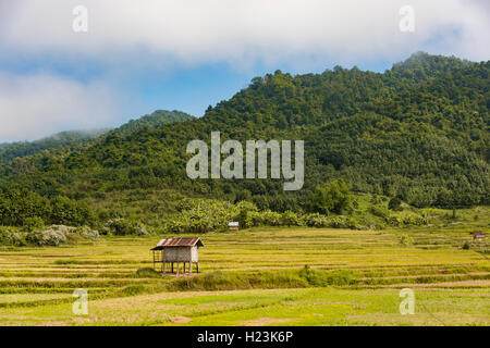 Reisfelder nach der Ernte, kleine Hütte, Luang Namtha, Luang Namtha Provinz, Laos Stockfoto