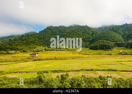 Reisfelder nach der Ernte, kleine Hütte, Luang Namtha, Luang Namtha Provinz, Laos Stockfoto