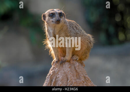 Erdmännchen (Suricata suricatta), auf einem Stein saß und beobachtete, Captive, Leipzig, Sachsen, Deutschland Stockfoto